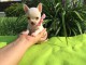 Adorable chiot chihuahua miniature  femelle 