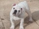 Chiot Bulldog anglais MALE