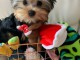 A DONNER CHIOTS YORKSHIRE TERRIER NAINS