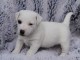 A DONNER CHIOTS JACK RUSSEL