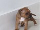 Adorable Chiot Staffordshire bull terrier