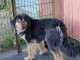 Donne chien, bientôt 3 ans 