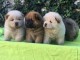 Magnifiques Chiots Chow Chow Pure Race Pedigree