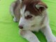 chiots Husky Sibérien﻿