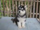 chiots husky siberien