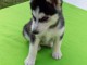 Chiots Husky Sibérien﻿