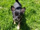 A DONNER CHIOTS CHIHUAHUA NOIRE L.O.F