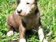 chiots pitbull adorable