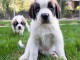 chiots Saint-Bernard adorable