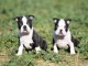 chiots boston terrier