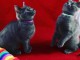 Merveilleux chatons chartreux