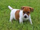 Chiot jack russell  a donner