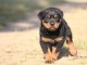 A donner chiot rottweiler