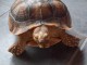 Tortue femelle sculata magnifique 7 ans