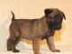 Adorable Chiot Berger Malinois Femelle non lof 