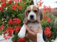  Superbe chiot type Beagle  femelle Non lof 