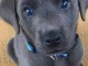 Mignon Chiot de race LABRADOR  femelle non inscrit au lof 