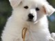 Magnifiques chiot Berger Blanc Suisse Femelle  non lof