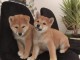 chiots Shiba inu a donner