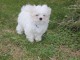 chiot Bichon Maltais a donner