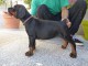 Magnifique chiots dobermann