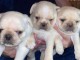 adorable chiots pugs de pure raçe diponible de suite