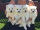 4 chiots spitz japonnais a donner.