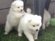 4 Chiots Spitz Japonnais a Donner.