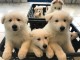 chiots berger blanc suisse