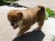 Chiot Shiba inu a donner 