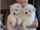 magnifique chiot TYPE SAMOYEDE FEMELLE