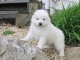 CHIOTS PUR SAMOYEDE LOOF