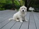 magnifique chiot golden retreiver