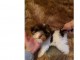 Chiot yorkshire terier loof