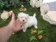 A DONNER SPLENDIDES CHIOTS BICHON MALTAIS bLANCS 