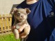 A DONNER SPLENDIDES CHIOTS CHIHUAHUA BEIGE LOF