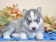 A DONNER SPLENDIDES CHIOTS HUSKY DE SIBERIE LOF