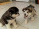 A DONNER SPLENDIDES CHIOTS HUSKY DE SIBERIE LOF