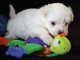 A DONNER SPLENDIDES CHIOTS BICHON MALTAIS bLANCS