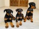 chiots dobermann adorable