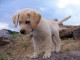 adorable labrador a donner