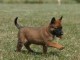 berger belge malinois a donner