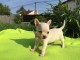 Adorable chiot chihuahua miniature  femelle  