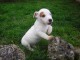 chiot  Jack Russel femelle