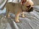 Chiot bouledogue Francais MALE un jeune toutou 