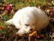 Adorable Chiot Bichon frise