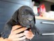 chiot cane corso a donner