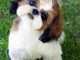 Adorable Shih tzu Femelle lof