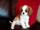 Cavalier king charles chiot 3mois