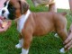 Superbe Chiots boxer non lof